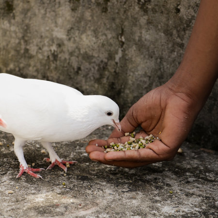 a white homing domestic pegion pecking and eating grains fron the palm of hand during a bright sunny...