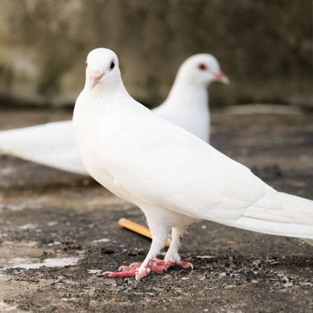 photo showing depth of field with selective focus of two white homing domestic pigeons standing in opposite directions to each other during a bright morning dayの写真素材