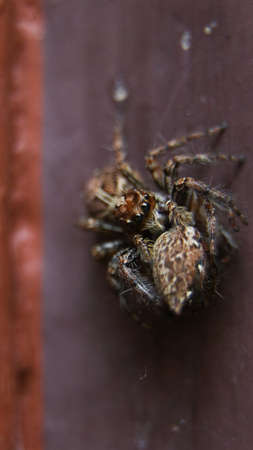 a brown plexippus paykulli species of cannibalistic spider eating jumping spider with its prey in...