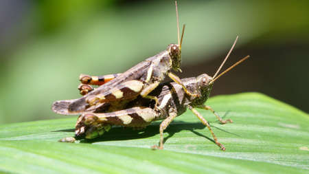 horizontal shot of two brown grasshopper's mating in the garden on a green leaf under bright daylightの写真素材