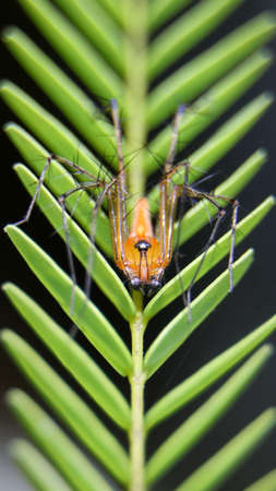 vertical macro shot of an orange, striped lynx spider standing on a leaf and looking at the camera...