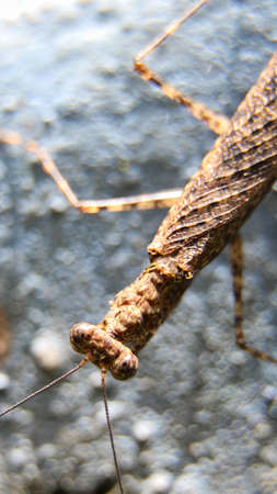 horizontal macro photography of a brown praying mantis standing at the edge of a wall shot from the...