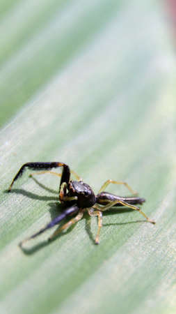 macro photography of a black scorpion mimic jumping spider seen on a green leaf