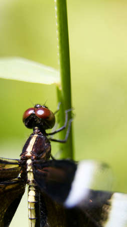 vertical macro shot of a black dragonfly with brown compound eyes perching on a green plant stemの写真素材