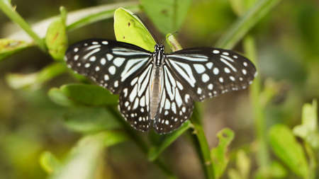 close-up shot of a glassy tiger butterfly perching on a green plant with its wings spread in the butterfly gardenの写真素材