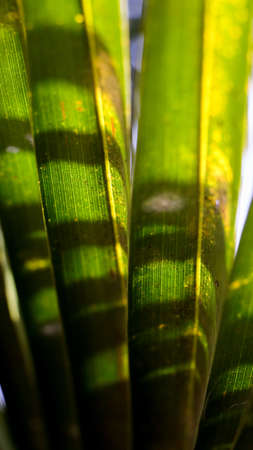 close-up vertical shot of green healthy leaves of coconut tree in detail during summer