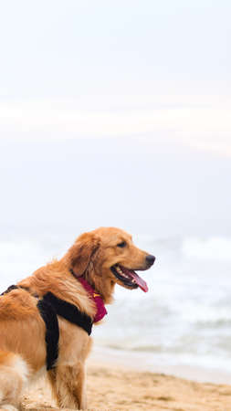 a beautiful, hairy golden retriever dog wearing a dog harness chilling at the beach with its tongue out on a summer eveningの写真素材