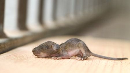 a cute little newborn rat baby laying sleeping isolated on a wooden table