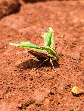 Close up of a hawk moth green and yellow in color also named pergesa acteus standing on the mud in the groundの写真素材