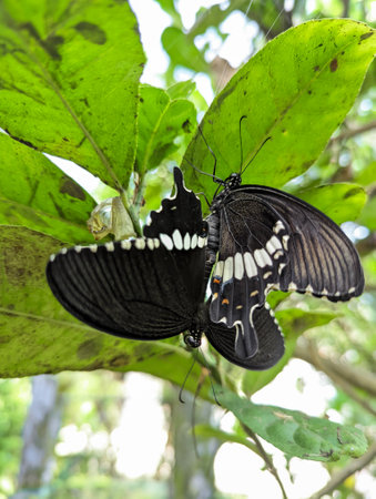 common black mormon butterflies mating and reproducing on a leaf in the bright forest during the sunny dayの写真素材