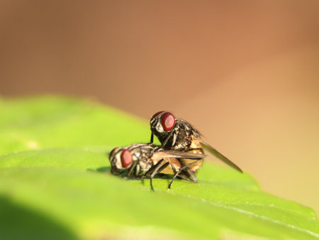 closeup macro shot of houseflies performing nature's process of biological breeding on a green leaf in the garden during mating seasonの写真素材