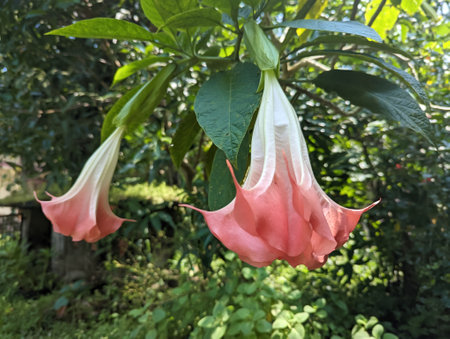 pink brugmansia flowers also called as angels trumpets flowers hanging down and blooming in the green garden during summerの写真素材