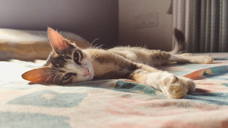 closeup portrait of an adorable sleepy pet tabby cat with green eyes peacefully lying on the sunkissed bed and relaxing during summerの写真素材