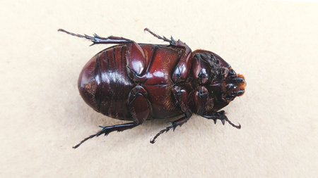 closeup of a beetle upside down on its back showing its exoskeleton and belly in a white backgroundの写真素材