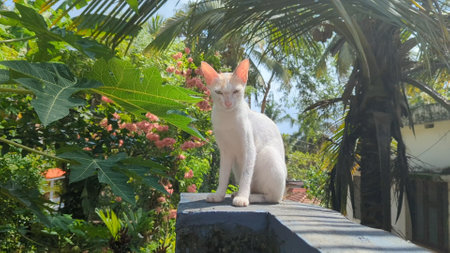 a white pet cat staring while sitting on the wall in a green garden environment filled with flowers...