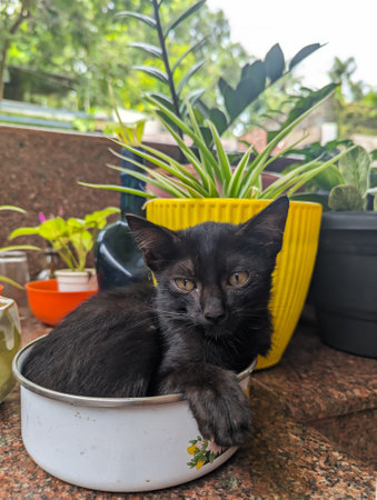 a cute black pet cat kitten sitting in a flower bowl in the indoor garden stone floor on a sunny dayの写真素材