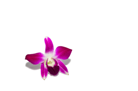 Pink orchid on white backgroundの写真素材
