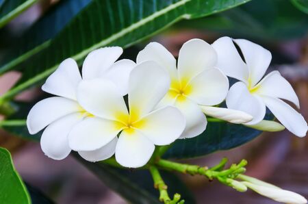 The branch of four white plumeria flowersの写真素材