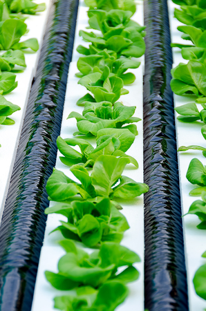 Closeup shot of organic hydroponic vegetable gardenの写真素材