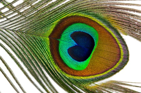 Beautiful peacock feather on a white backgroundの写真素材