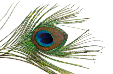 Beautiful peacock feather on a white backgroundの写真素材