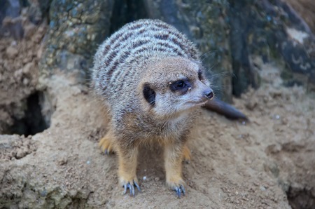 Meerkat standing on a rock at the zooの写真素材