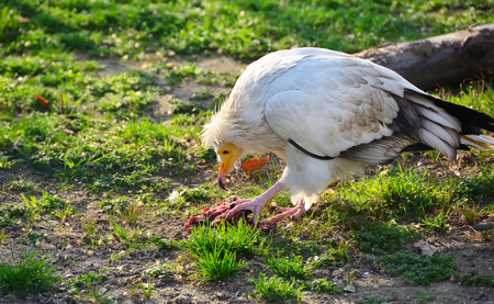 White vulture eating a piece of meat on the grass in a zooの写真素材