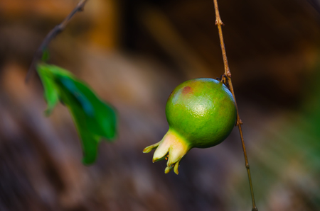 Branch with one small green pomegranateの写真素材