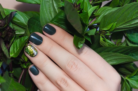 Basil in female hand with beautiful dark green nail designの写真素材