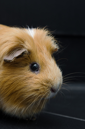 Portrait of guinea pig on black background.の写真素材