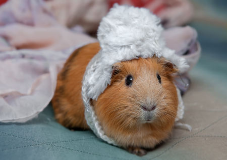 Red guinea pig wearing a small winter hat.の写真素材