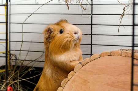 Portrait of red guinea pig. Close up photo.の写真素材