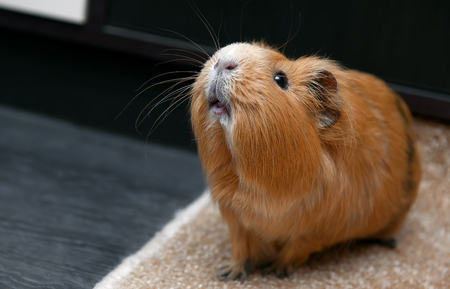 Portrait of guinea pig. Close up photo.の写真素材