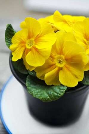 Yellow Primrose in a black  flowerpot. Spring flower.の写真素材