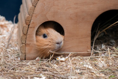 Portrait of red guinea pig. Close up.の写真素材
