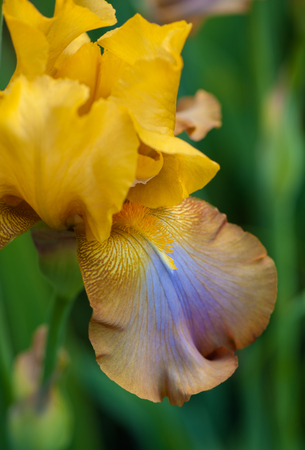 Yellow and purple iris flower on green background.の写真素材