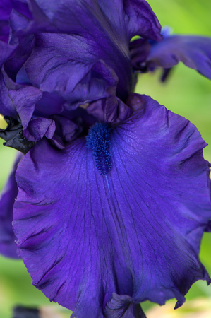 Purple iris flower on green background. Close up.の写真素材