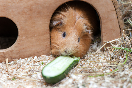 Portrait of cute red guinea pig. Close up photo.の写真素材
