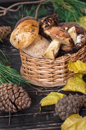 Edible mushrooms collected in the forest. Porcini mushrooms and boletus.の写真素材