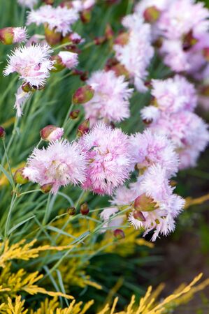 Pink flowers growing in the garden. Close up photo.の写真素材