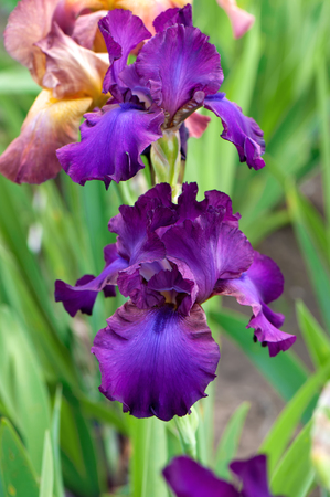 Purple iris flower on green background. Close up.の写真素材