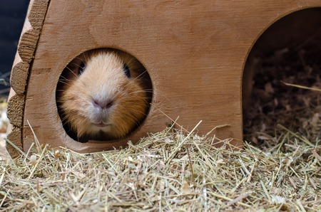 Portrait of cute red guinea pig. Close up photo.の写真素材