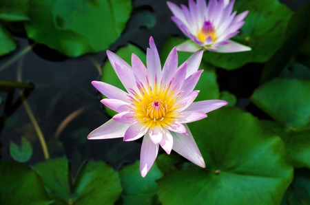 Beautiful pink lotus flowers in pond. Close up.の写真素材