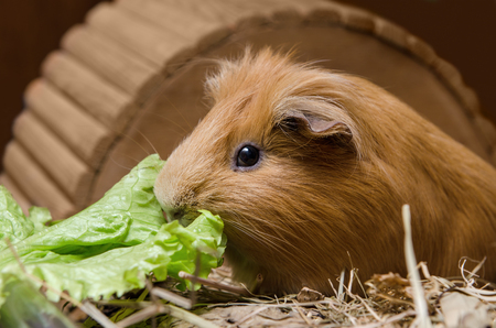 Portrait of cute red guinea pig eating salad leaf.の写真素材