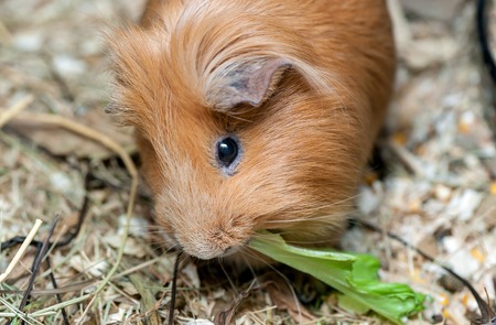 Cute red guinea pig eating salad leaf. Close up.の写真素材