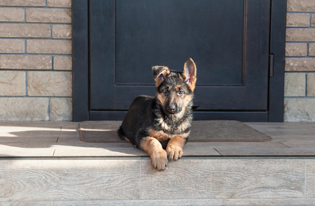 German shepherd puppy lay on the verge near the house.の写真素材