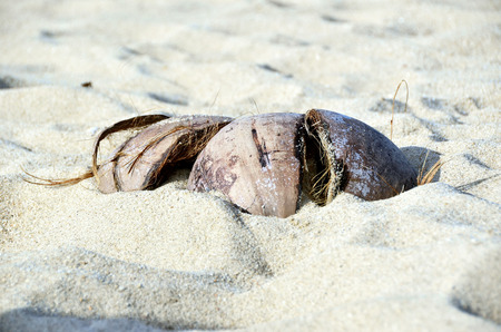 Coconut on the sand of a beautiful beach. Close up.の写真素材