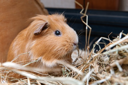 Portrait of cute red guinea pig. Close up photo.の写真素材