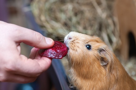 Cute red guinea pig eating beetroot. Close up.の写真素材