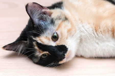 Cute spotted cat lies on the floor.の写真素材